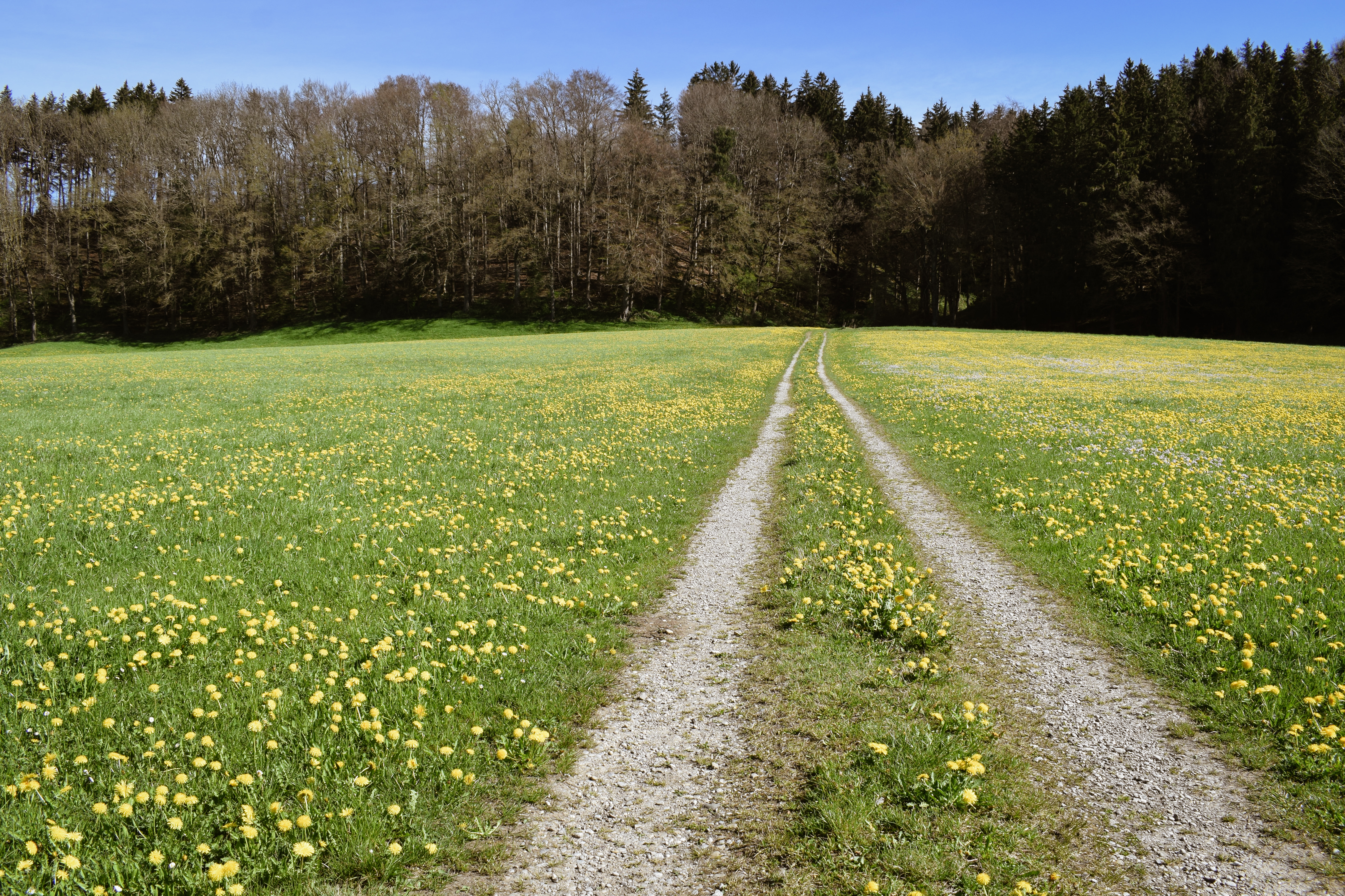 Feldweg auf Löwenzahn-Wiese